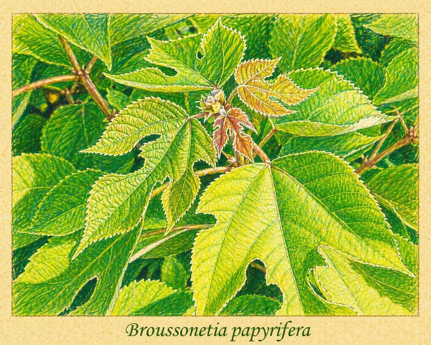 broussonetia-papyrifera rajz.png